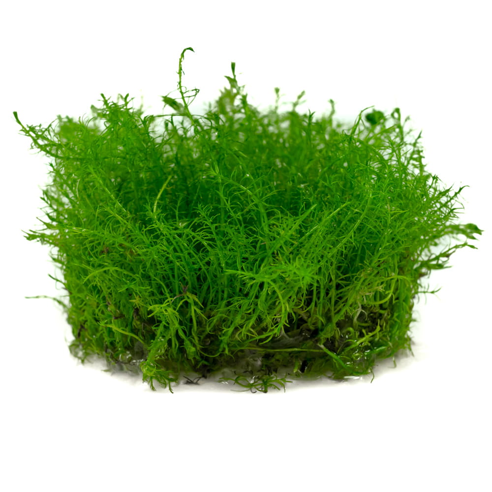 Bacopa myriophylloides in vitro 10 cm kubek
